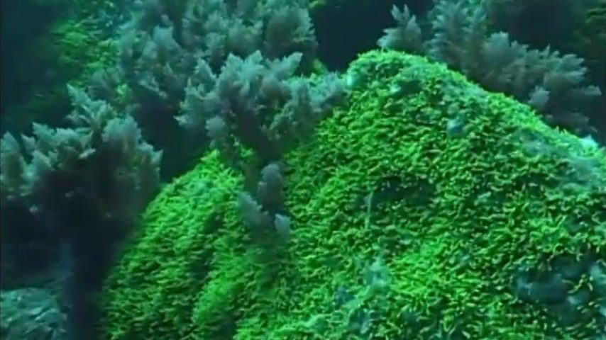 Caulerpa webbiana, uma alga invasora nos Açores