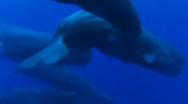 Baleia-azul: ver o maior cetáceo em migração