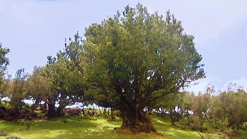 Laurissilva da Madeira, a floresta que produz água