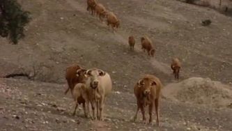 O impacto da seca na agricultura