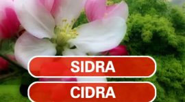 Cidra e sidra são homófonas