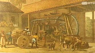 O ciclo do açúcar no Brasil