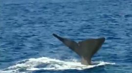 Relembrar a caça à baleia nos Açores