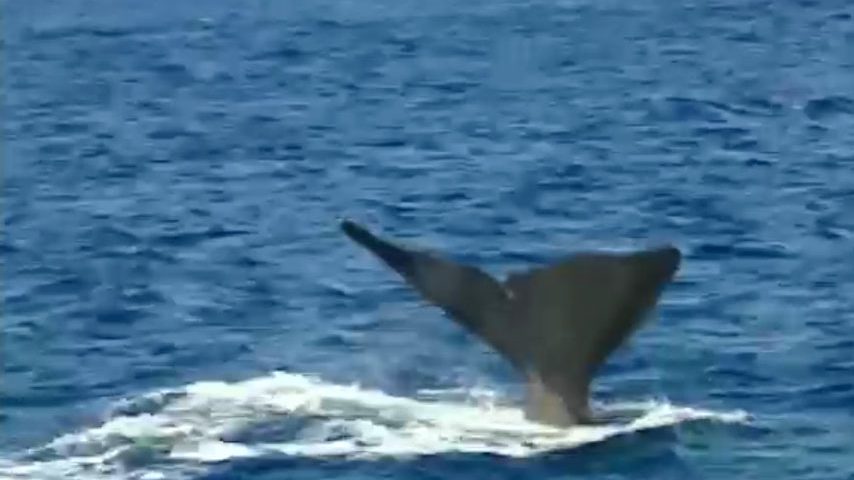 Relembrar a caça à baleia nos Açores