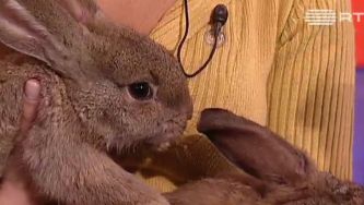 A sequência de Fibonnacci nasceu numa coelheira imaginária