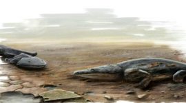Antes dos dinossauros viveram no Algarve salamandras gigantes