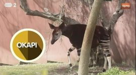 Okapi, um primo das girafas