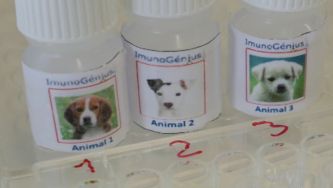 ImunoG&eacute;nius, o ensino experimental da imunologia