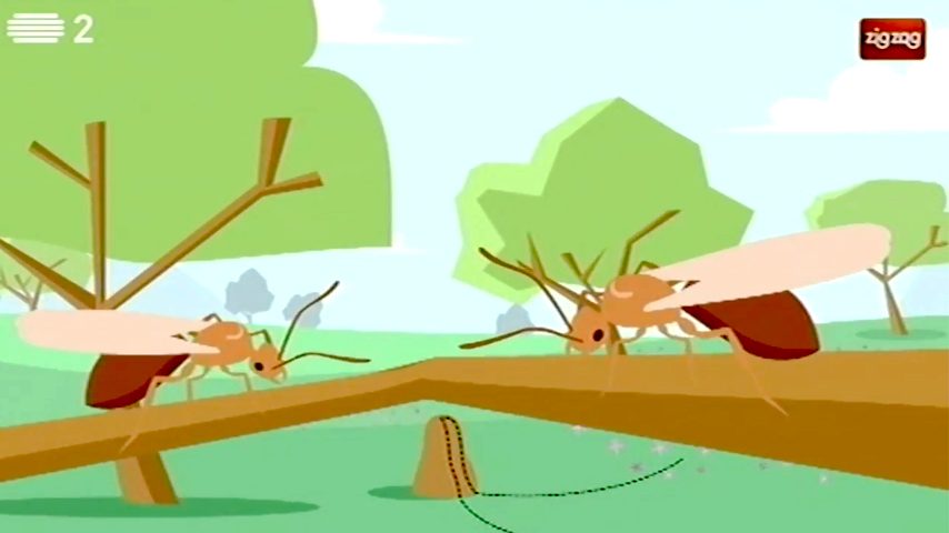 Porque é que algumas formigas têm asas?