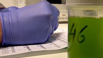 A produção de microalgas em Porto Santo