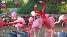 Flamingo rubro, uma ave das Caraíbas