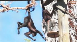 Macaco-aranha, o ginasta da florestas colombianas