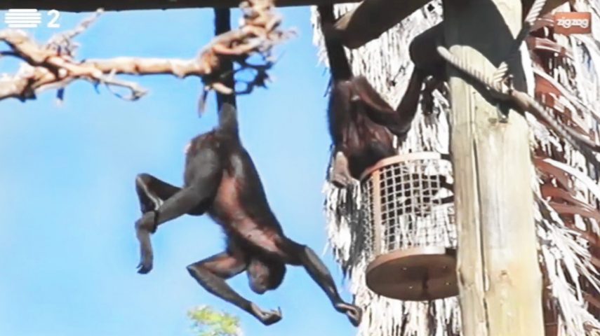 Nasceu uma nova cria de macaco-aranha-da-colômbia no Jardim