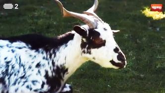 A cabra de raça algarvia, curiosa e comilona