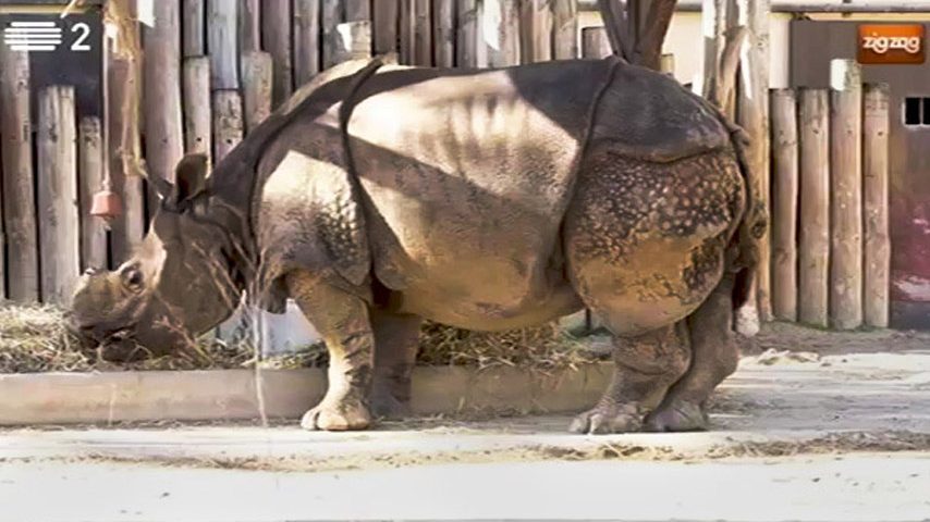Rinoceronte indiano, um gigante que gosta de água