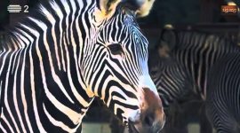 Zebra de Grevy, a maior de todas das zebras