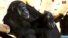 Chimpanzé, comunicar é com ele