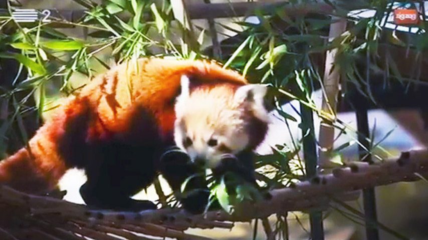 O pequeno panda vermelho