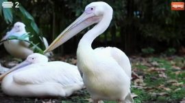 O pelicano real guarda a comida num saco