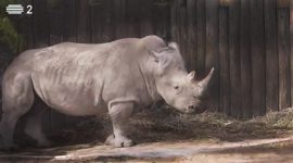Rinoceronte branco, um gigante pacato