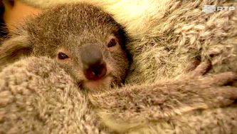 Viagem aos bastidores do Zoo