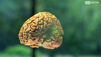 Einstein tinha um cérebro especial ou qualquer um pode ser um génio?