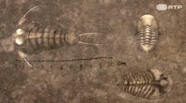 Trilobites, a vida na Terra antes dos dinossauros
