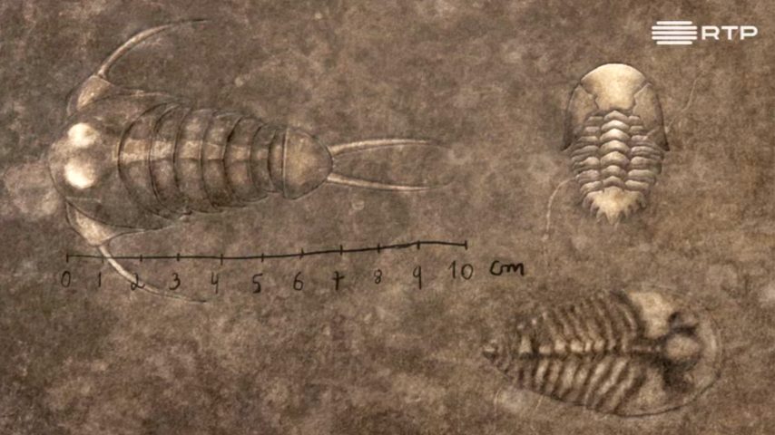 Trilobites, a vida na Terra antes dos dinossauros