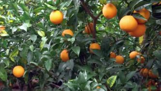 Laranja do Algarve, uma hist&oacute;ria de s&eacute;culos e de futuro