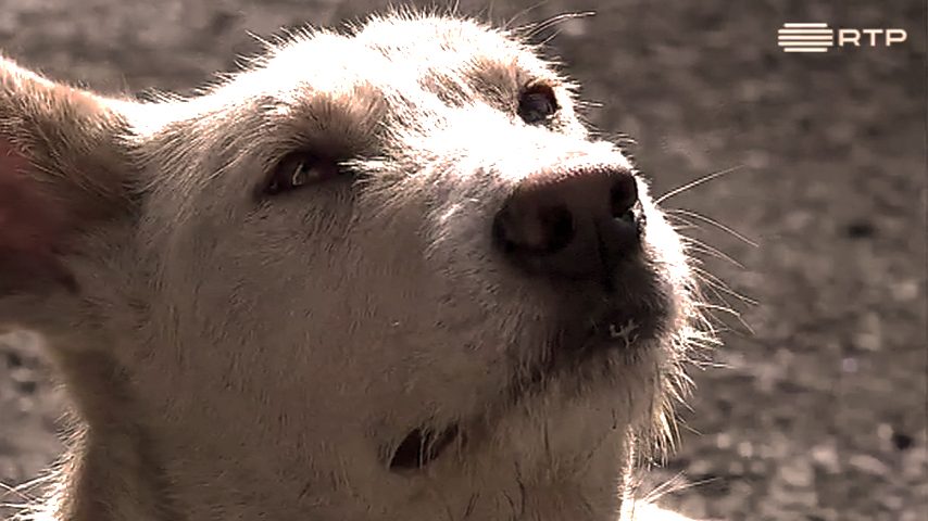 Animais de estimação: um chip contra o abandono