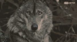 Espécies ameaçadas: quem tem medo do lobo ibérico?