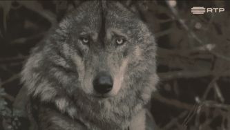 Espécies ameaçadas: quem tem medo do lobo ibérico?