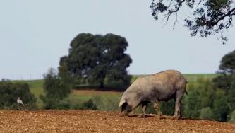Liberdade e bolotas, os segredos do porco preto