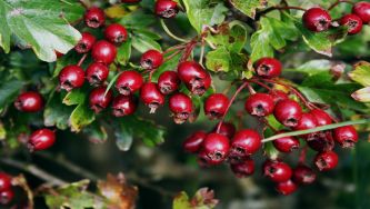 Frutos silvestres, mesmo à mão de apanhar