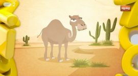 Porque é que os camelos estão sempre a ruminar?