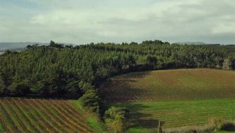 Plantar eucaliptos com pés e cabeça