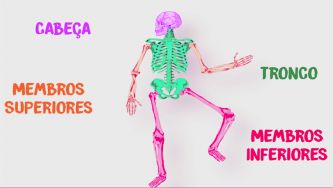 Conheces o teu esqueleto?