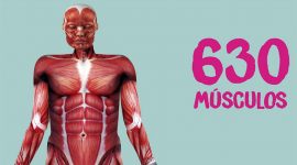O nosso corpo: os músculos