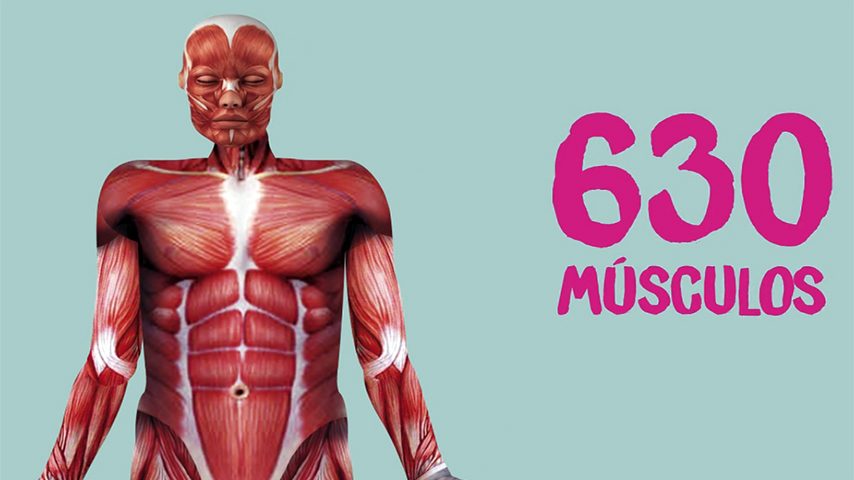 O nosso corpo: os músculos