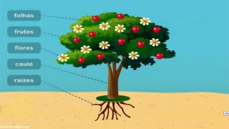 Plantas: como são constituídas