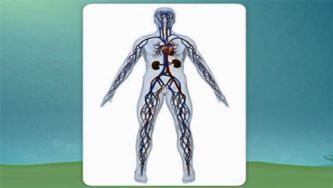 O nosso corpo: a função circulatória