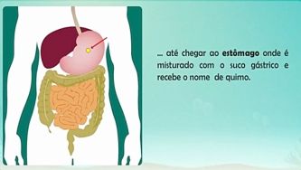 O nosso corpo: a função digestiva