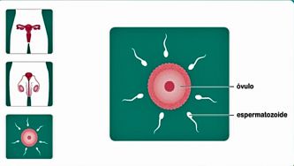 O nosso corpo: a função reprodutora