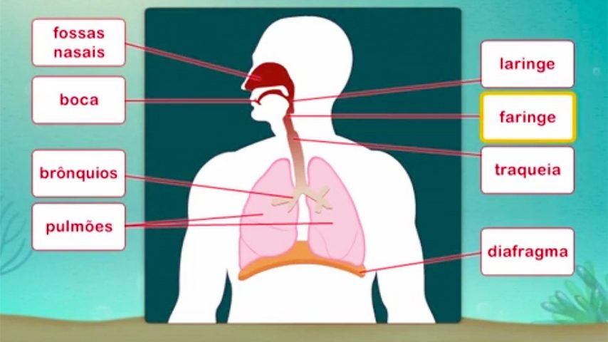 O nosso corpo constituição do sistema respiratório RTP Ensina