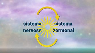 Constituição do sistema hormonal