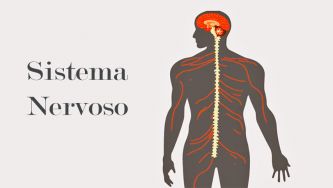 Funcionamento do sistema nervoso