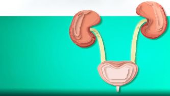 Constituição e funções do sistema urinário e do rim