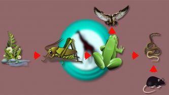 Ecossistemas: teias alimentares