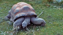 A tartaruga, um animal com carapaça