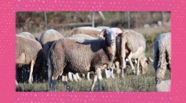 Burel: como se faz o tecido que aquece pastores?